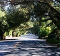 Heritage Oaks line the streets of Los Altos