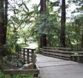 Bridge with rails Redwood Grove Nature Preserve