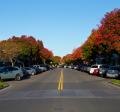 pistache trees on main street in the fall