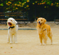 Dog Park