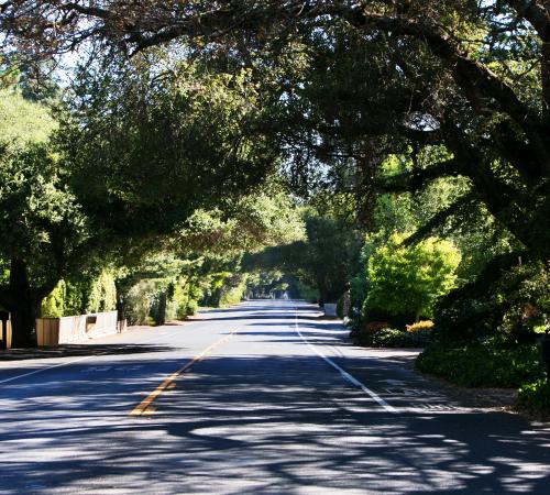 Heritage Oaks line the streets of Los Altos