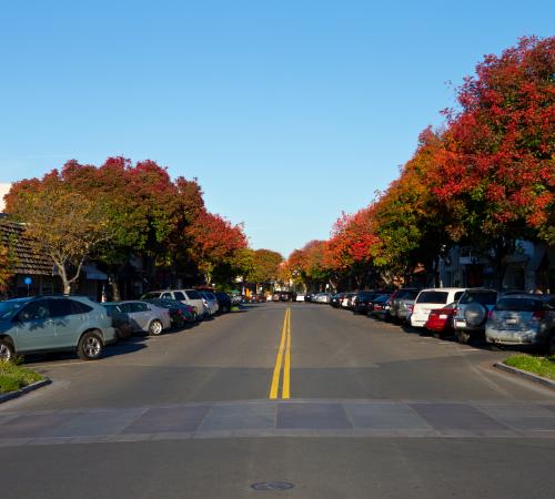 pistache trees on main street in the fall