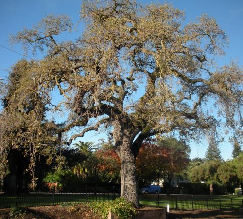 Tree Ordinance