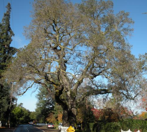 University Live Oak