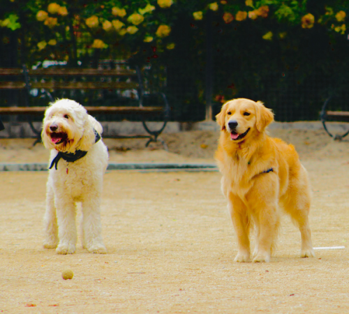 Dog Park