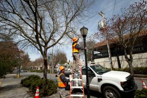 One worker holding a ladder while the other fixes a light post in downtown Los Altos