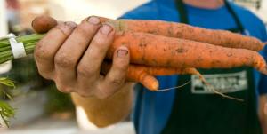 Farmed Carrots 
