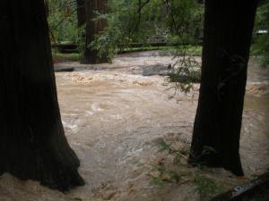 Flooding in Redwood Grove
