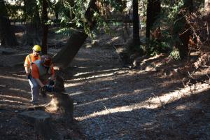 Redwood Grove Tree Maintenance
