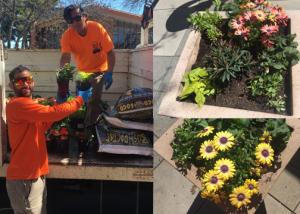 Downtown flower planting