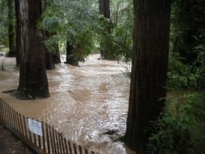 Redwood Grove