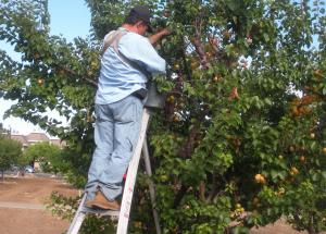 Apricot Harvest