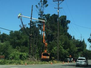 Tree removal