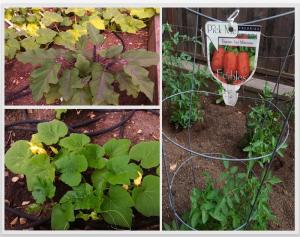Senior Program Garden