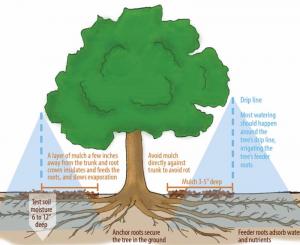Tree Watering Graphic