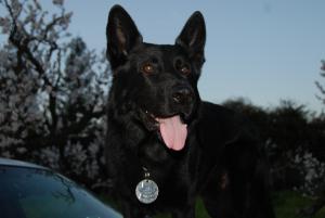 Los Altos Police K9 Lord