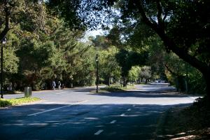 Tree lined street