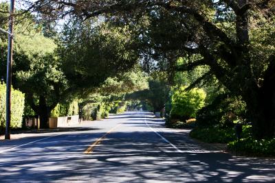 Heritage Oaks line the streets of Los Altos