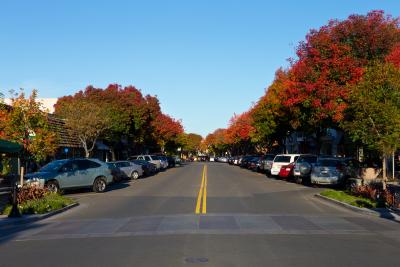 pistache trees on main street in the fall