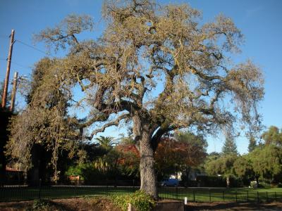 Tree Ordinance