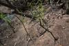 Bio-burritos used to stabalize creekbed