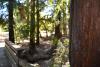 Redwood Grove